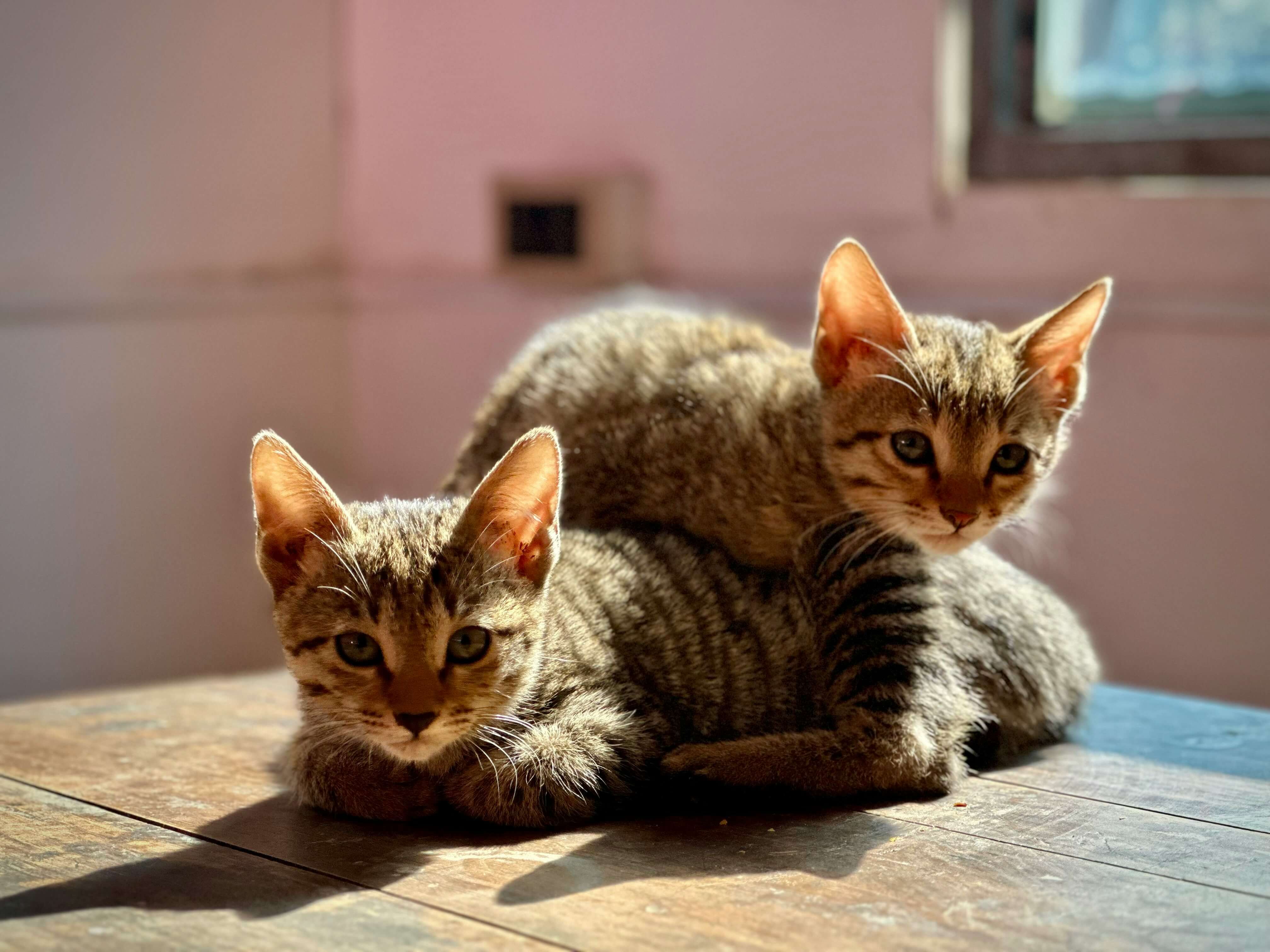 Two kittens sitting on a table